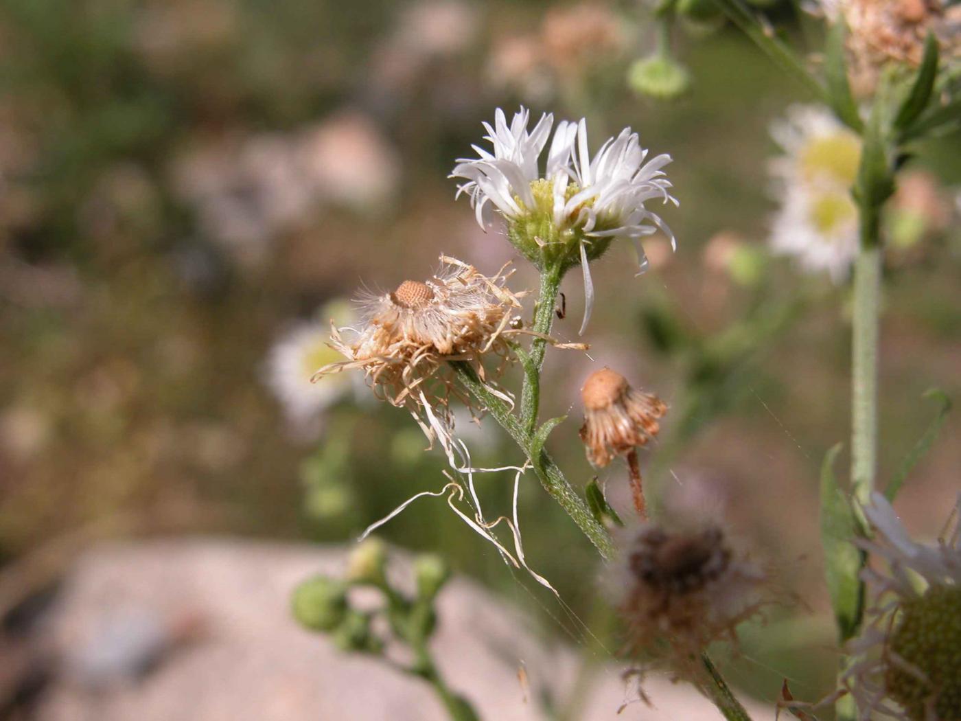 Sweet Scabious, White Top fruit